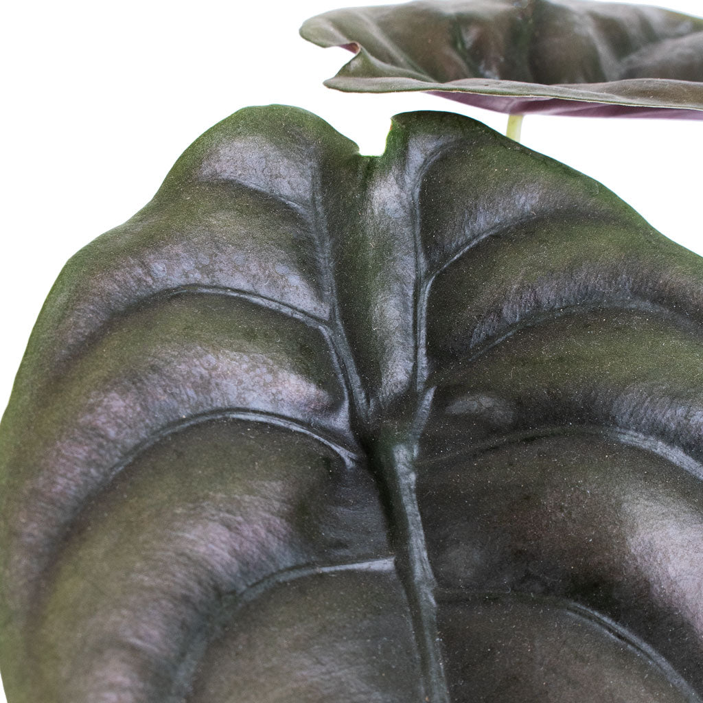 Alocasia cuprea Red Secret - Elephant Ear Close Up