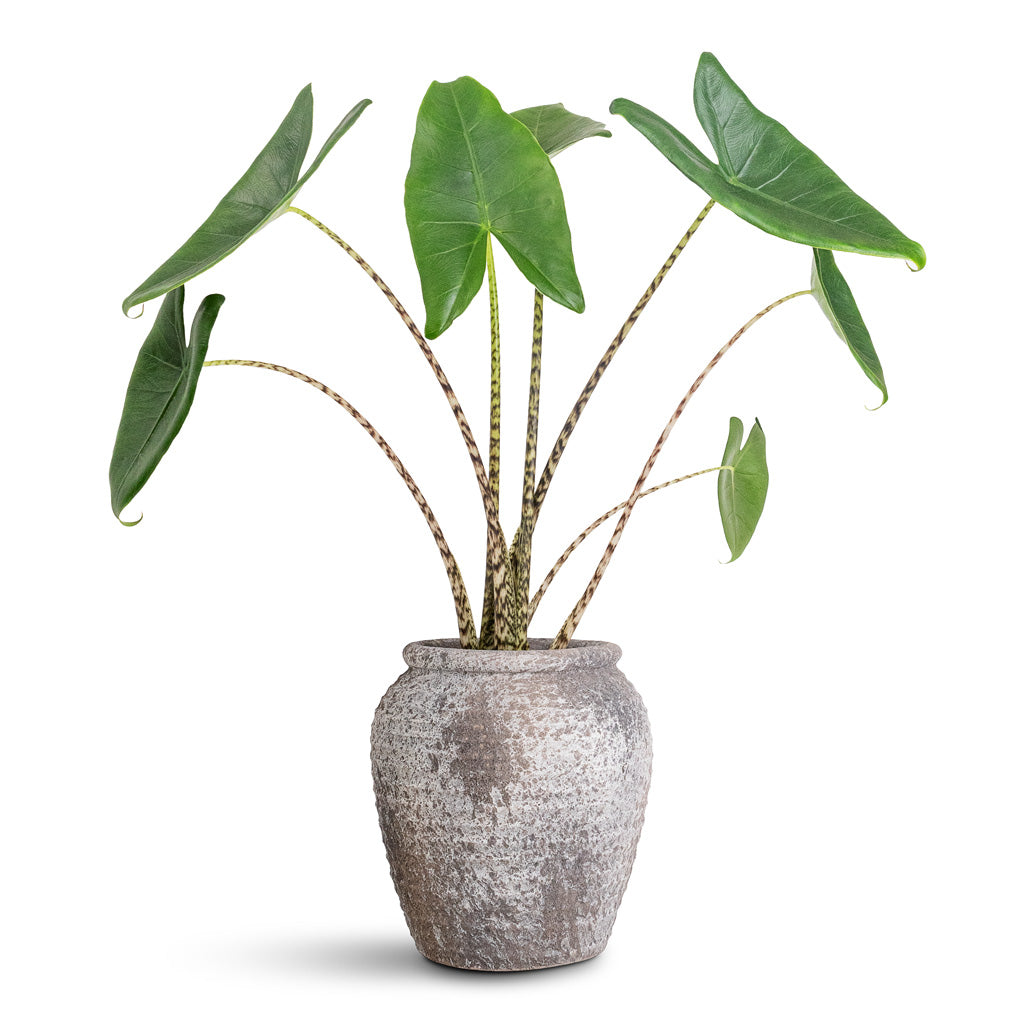 Alocasia zebrina Tiger - 13x45cm In Honeypot Planter Rustic Grey - 19x21cm