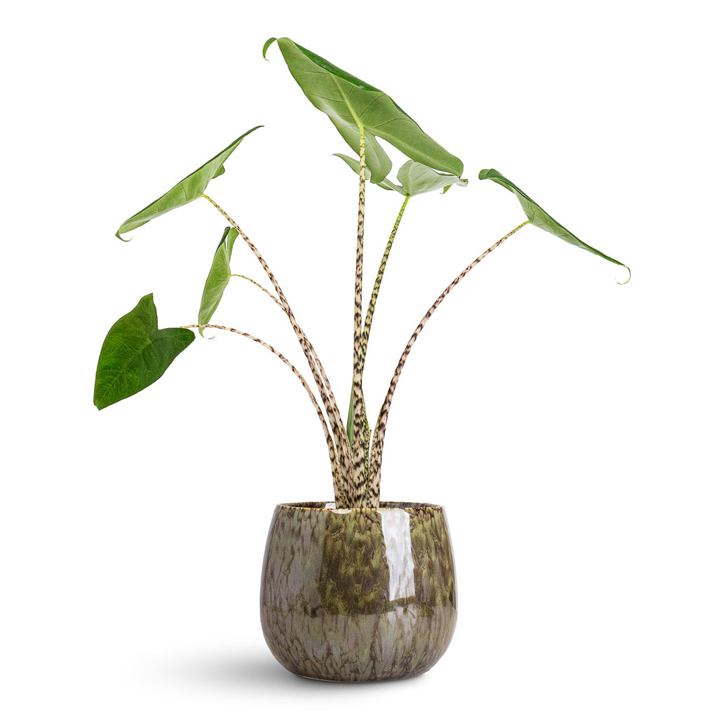 elephant ear tiger plant Alocasia zebrina Tiger Houseplants - Elephant Ear | Hortology