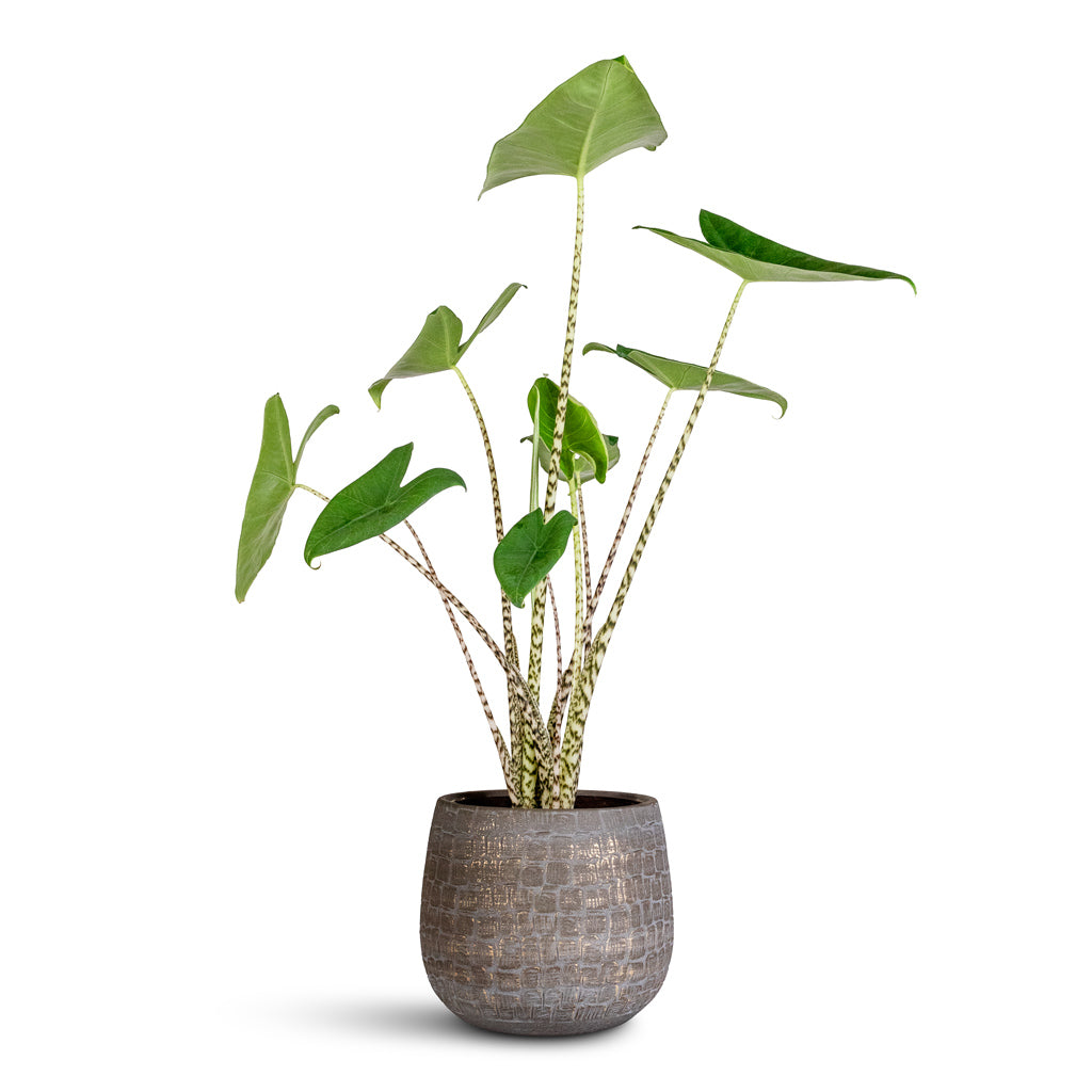 Alocasia-zebrina-Tiger-19x65cm-Renzo-Pot-Shiny-Slate-22x20cm