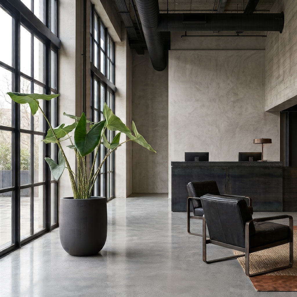 Alocasia zebrina Tiger - 32 x 130cm in Grigio Tall Egg Pot Planter - Anthracite Concrete - 52 x 61cm