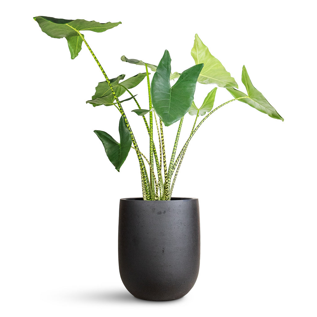 Alocasia zebrina Tiger - 32x130cm In Grigio Tall Egg Pot Planter Anthracite Concrete - 52x61cm
