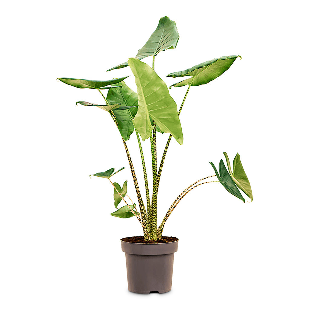 Alocasia zebrina Tiger - 32x130cm