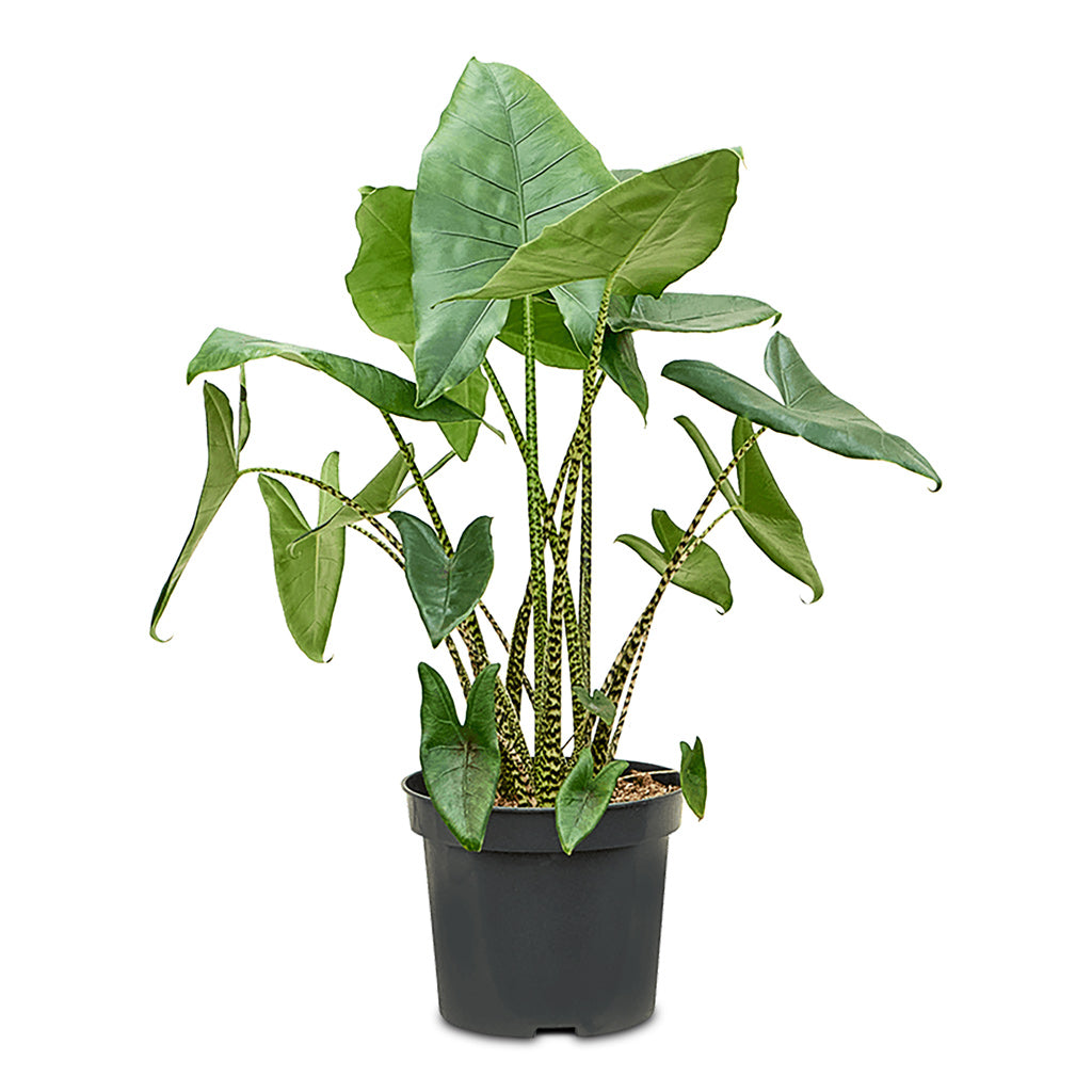 Alocasia zebrina Tiger - 35x130cm