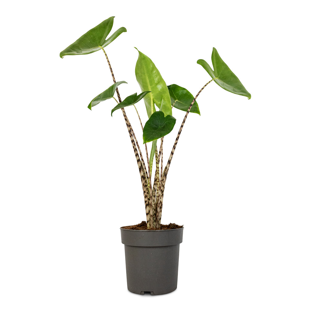 tiger house plant Alocasia zebrina Tiger Houseplants - Elephant Ear | Hortology