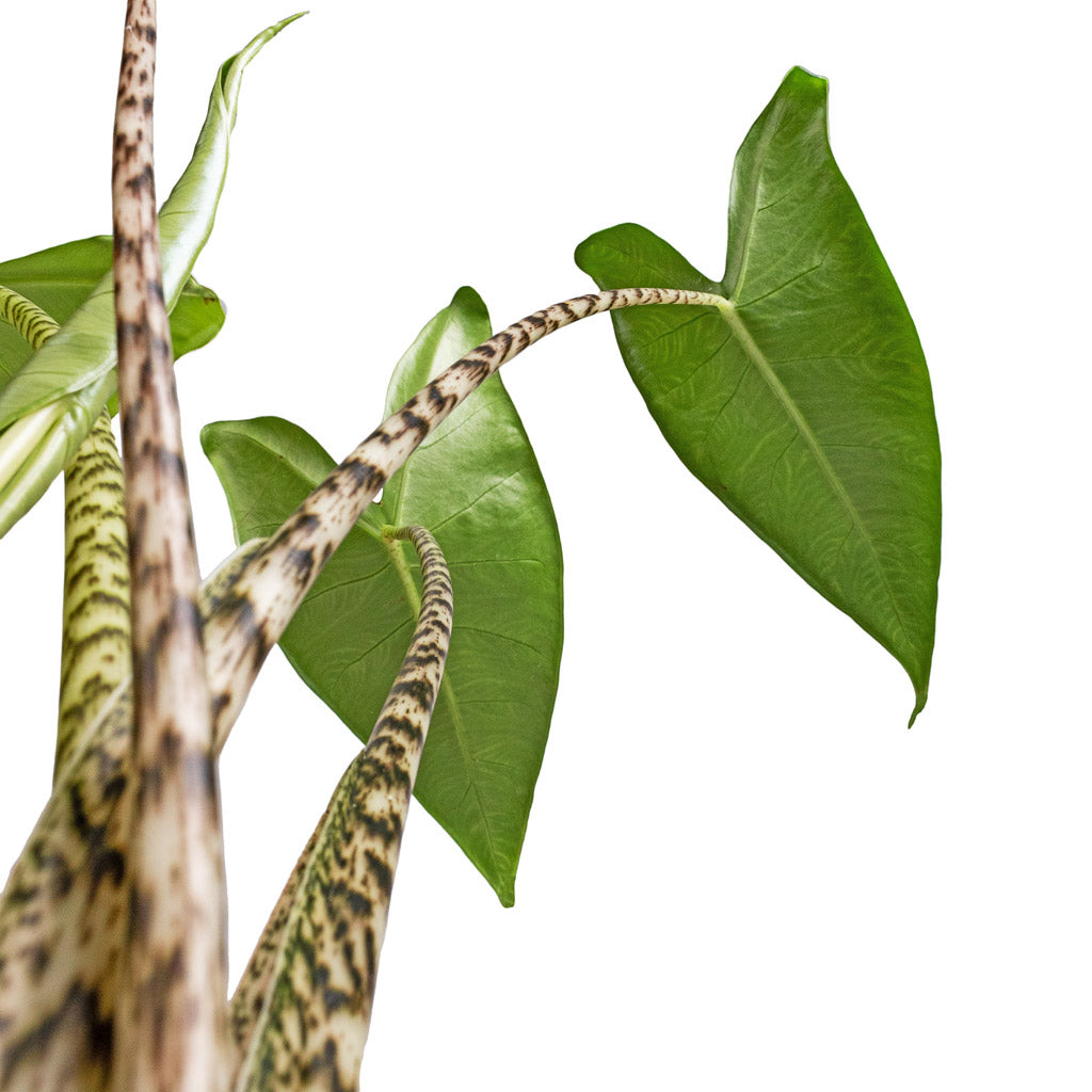 Alocasia zebrina Tiger - Elephant Ear Stems and Leaves From Below