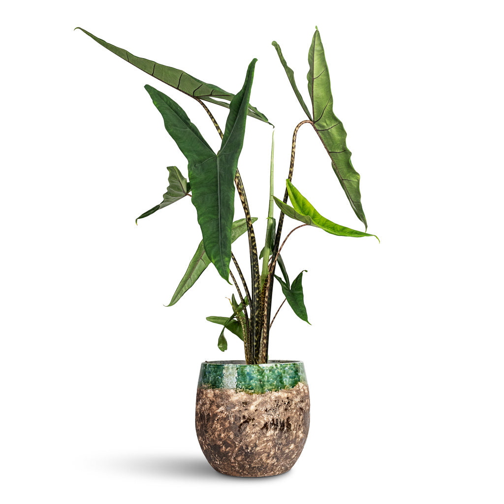 Alocasia zebrina Tiger Elephant Ear - 24x110cm In Lindy Plant Pot Black Green - 30x25cm