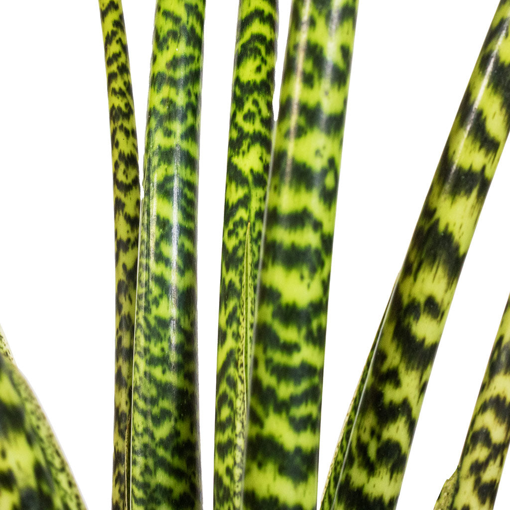 Alocasia zebrina Tiger Close Up Stems