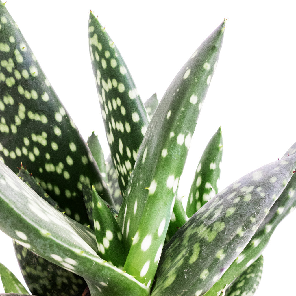 Aloe vera Paradisicum - Jurassic Dino