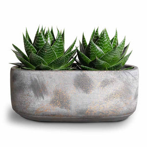 Aloe aristata Cosmo & Saar Plant Bowl Earth Cement