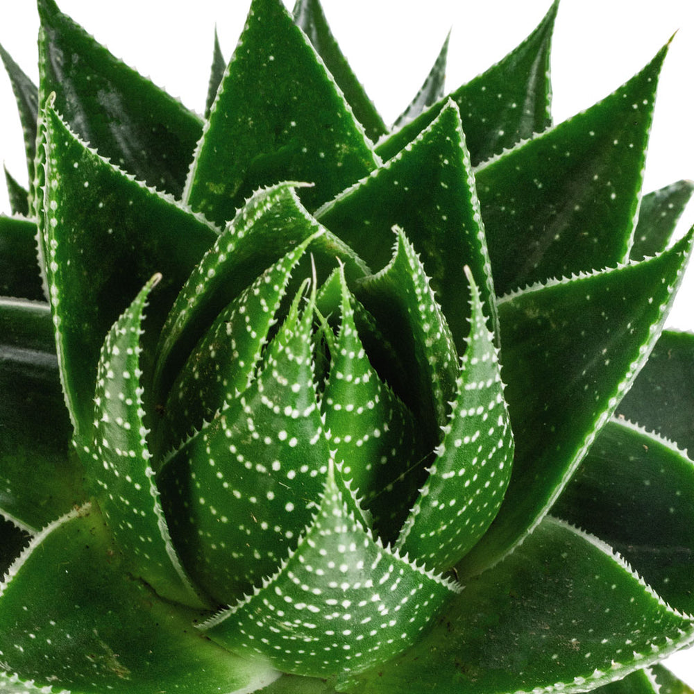 Aloe aristata Cosmo Succulents - Purify Your Air | Hortology - HORTOLOGY