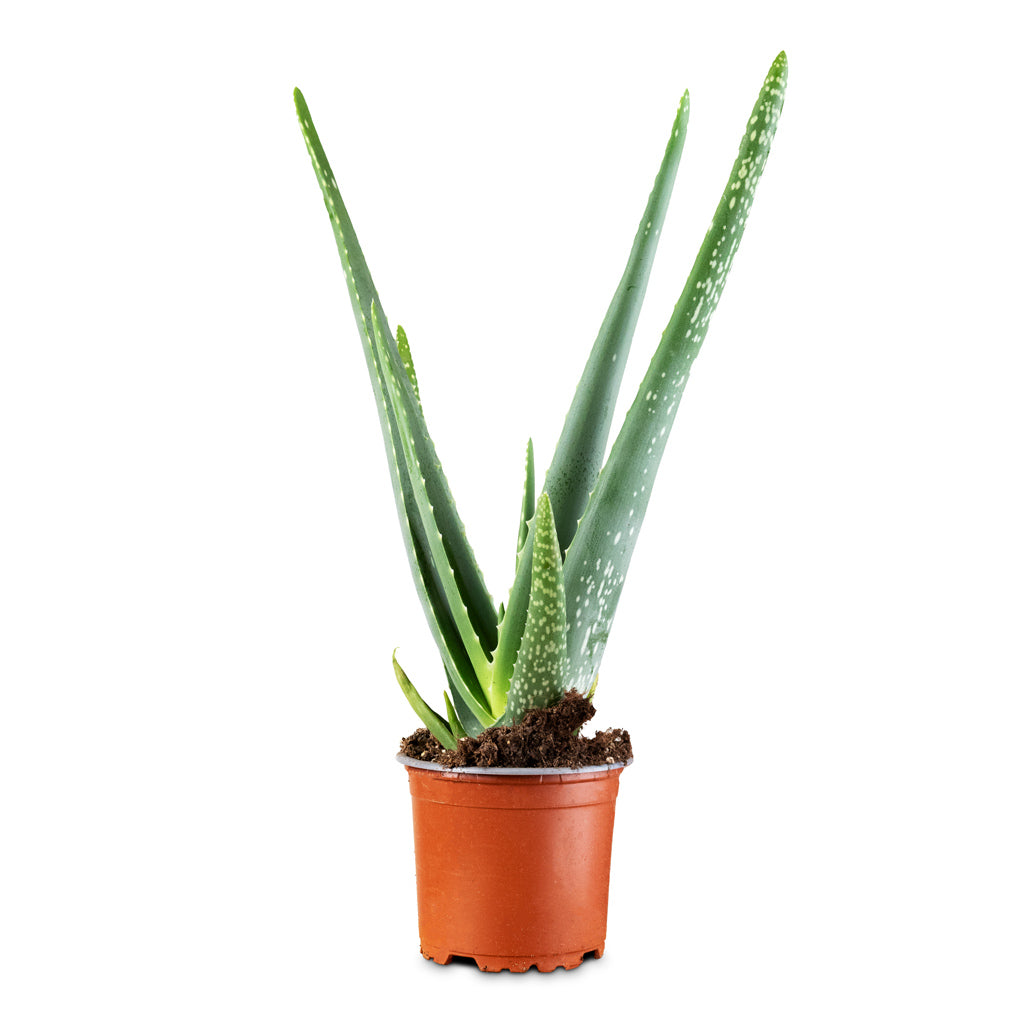 Aloe vera - 10.5x30cm