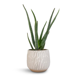 Aloe vera & Arles Leaf Plant Pot - White