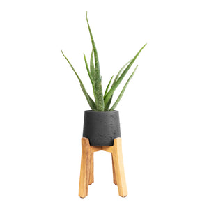 Aloe vera & Patt Plant Pot - Tall Stand - Black Washed