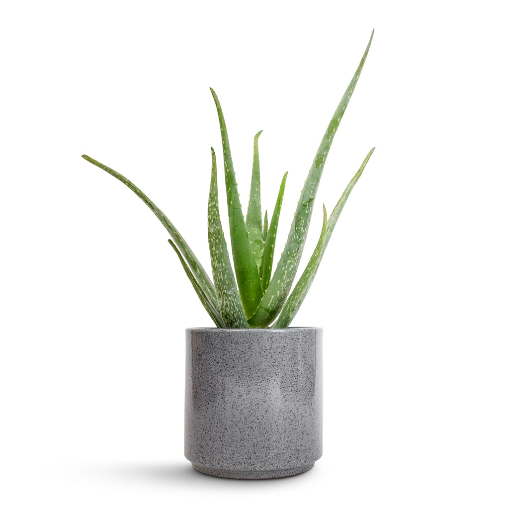 Aloe vera & Remmi Glaze Plant Pot - Grey