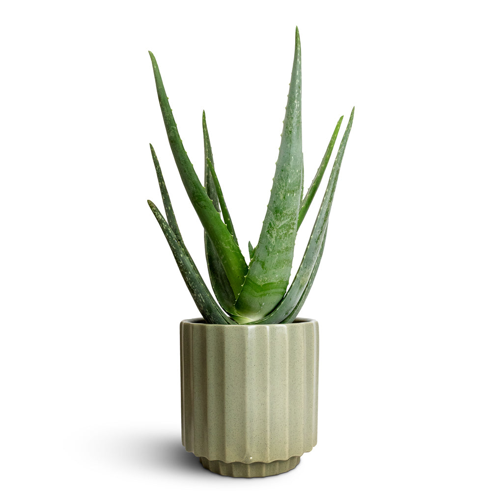 Aloe vera & Bourton Scalloped Plant Pot - Sage