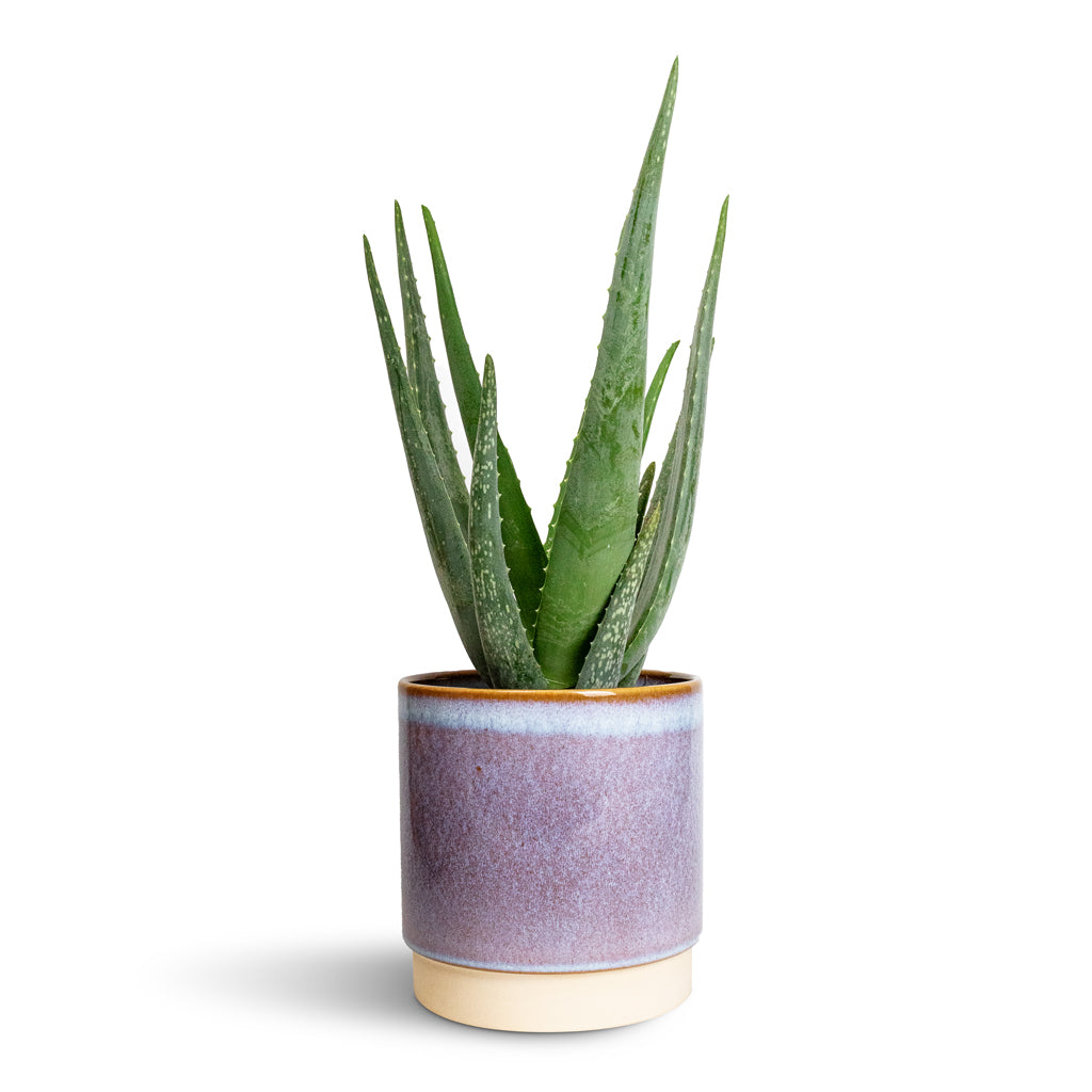 Aloe vera & Copenhagen Plant Pot - Blue