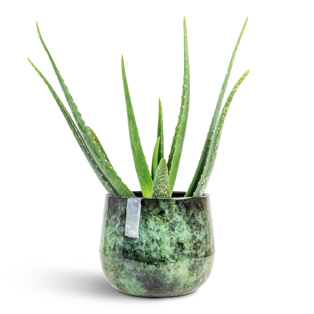 house plants in metal pots Emmie Metal Plant Pot - Mystic Green - Quality Plant Pots
