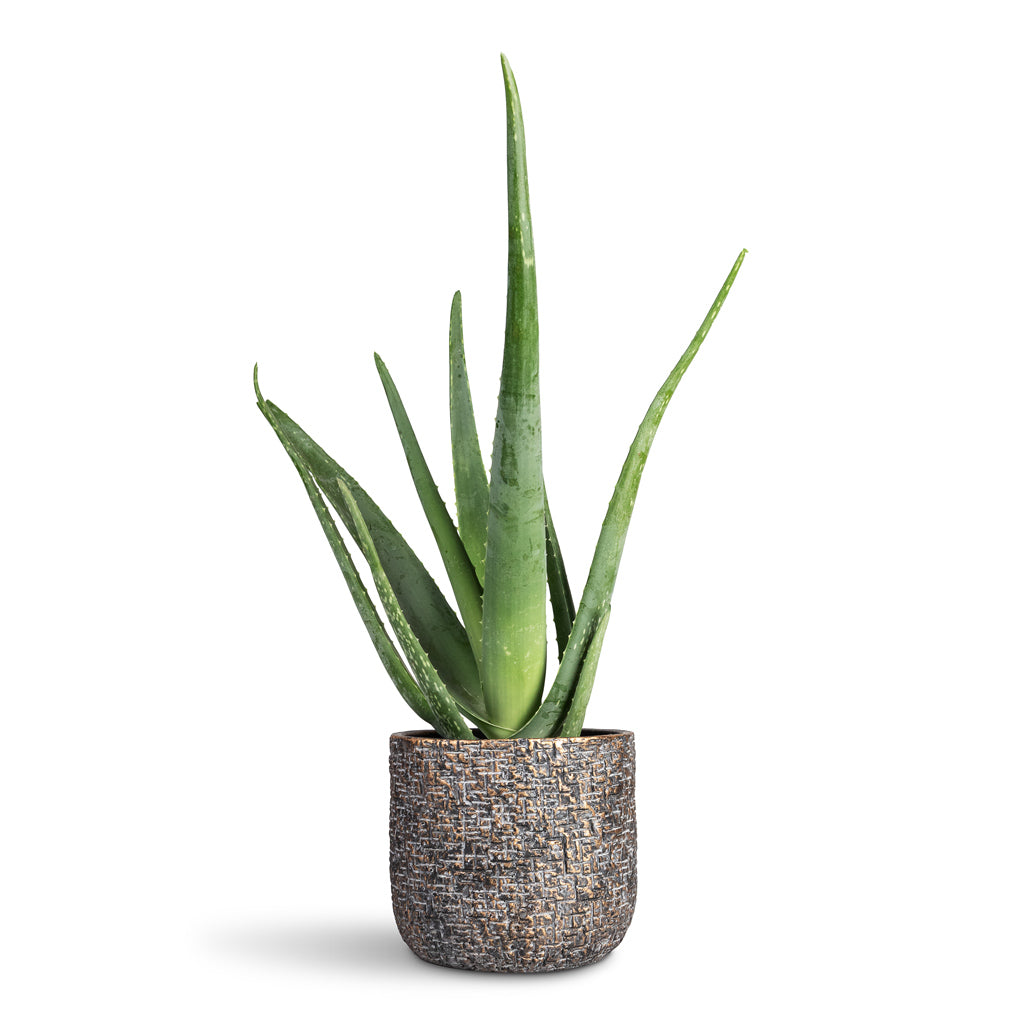 Aloe vera - 15x50cm In Maxim Plant Pot Shiny Earth - 20x17cm