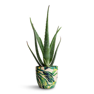 Aloe vera & Monza Plant Pot - Botanical Fern