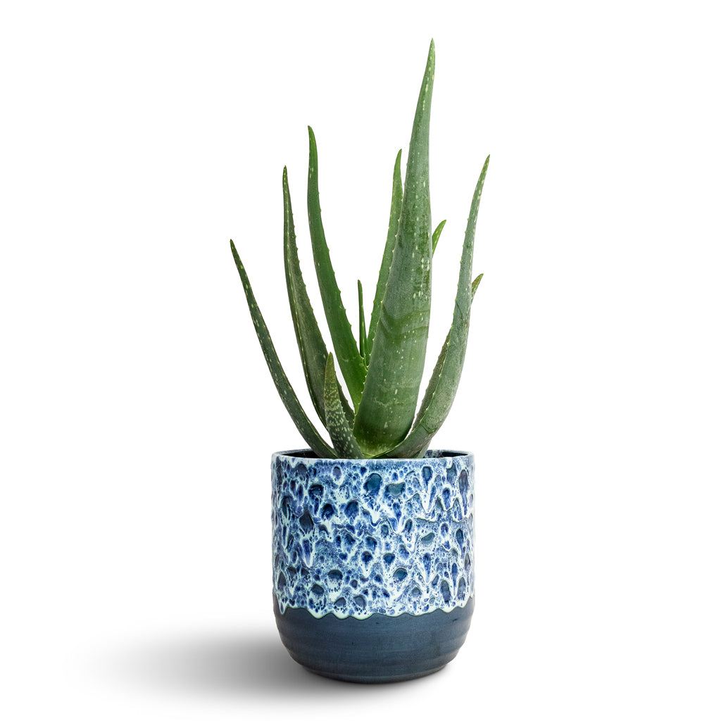 Aloe vera & Ocean Glaze Plant Pot - Sapphire