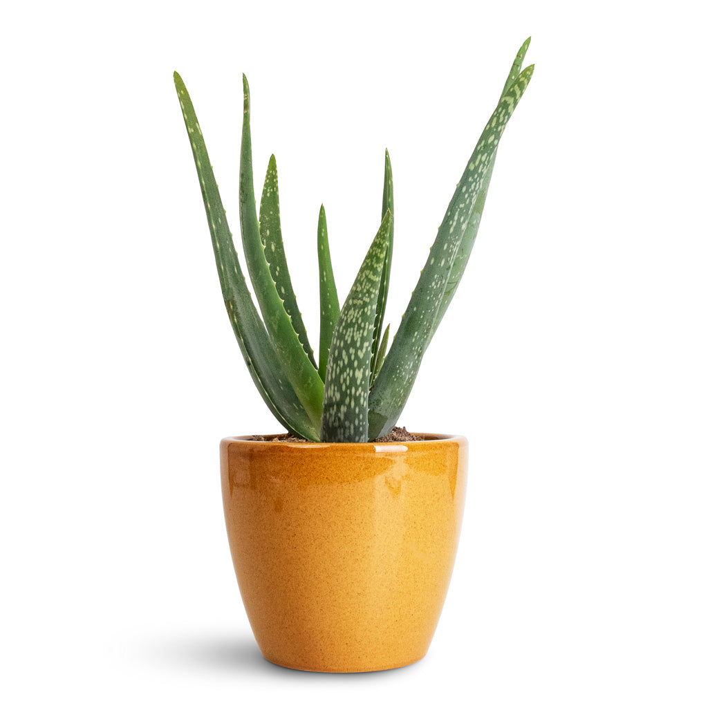 Aloe vera - 15x50cm In Sven Pot Mustard - 16x13cm