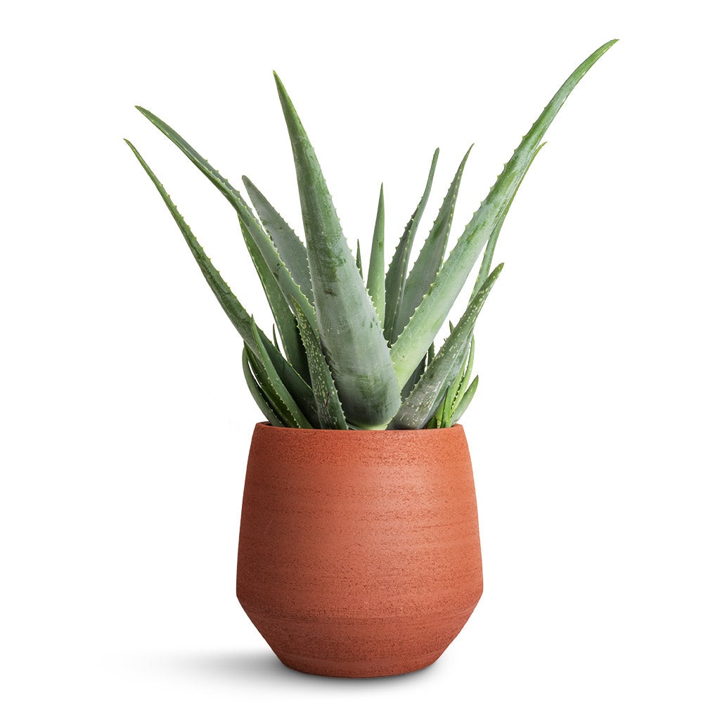 Aloe vera &amp; Humus Plant Pot - Terra