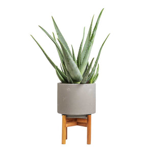 Aloe vera & Vigo Plant Pot with Wooden Stand - Concrete Grey