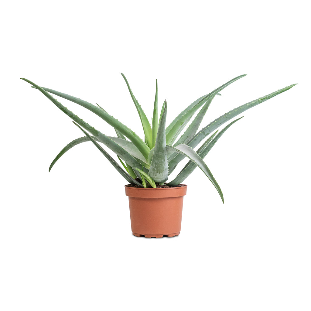 Aloe vera - Large