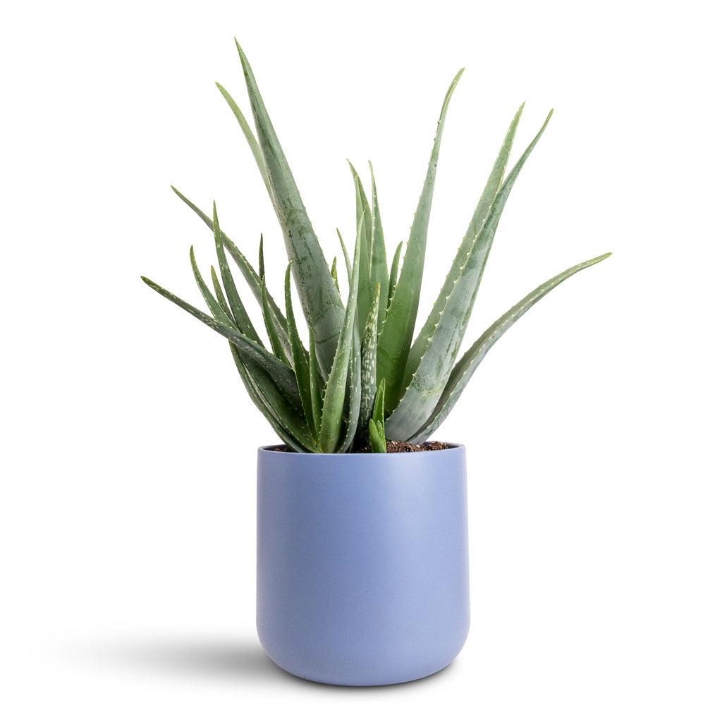 Aloe vera - 21x60cm In Lisbon Pot Powder Blue - 24x24cm