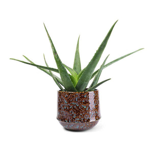 Aloe vera & Noud Plant Pot - Marrakesh
