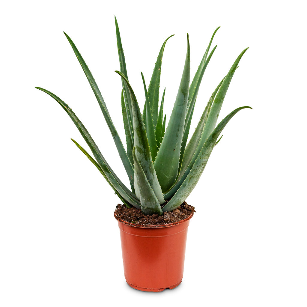 Aloe vera 24x70cm house plant