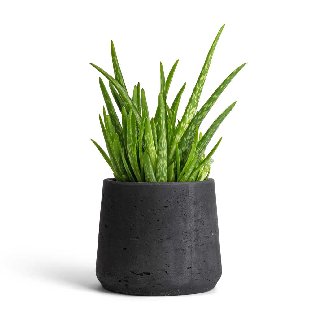 Aloe vera Clumb &amp; Patt Plant Pot - Black Washed