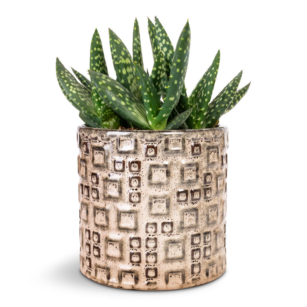 Aloe vera Paradisicum Jurassic Dino - 10.5x20cm &amp; Fiene Plant Pot Grey - 14x14cm