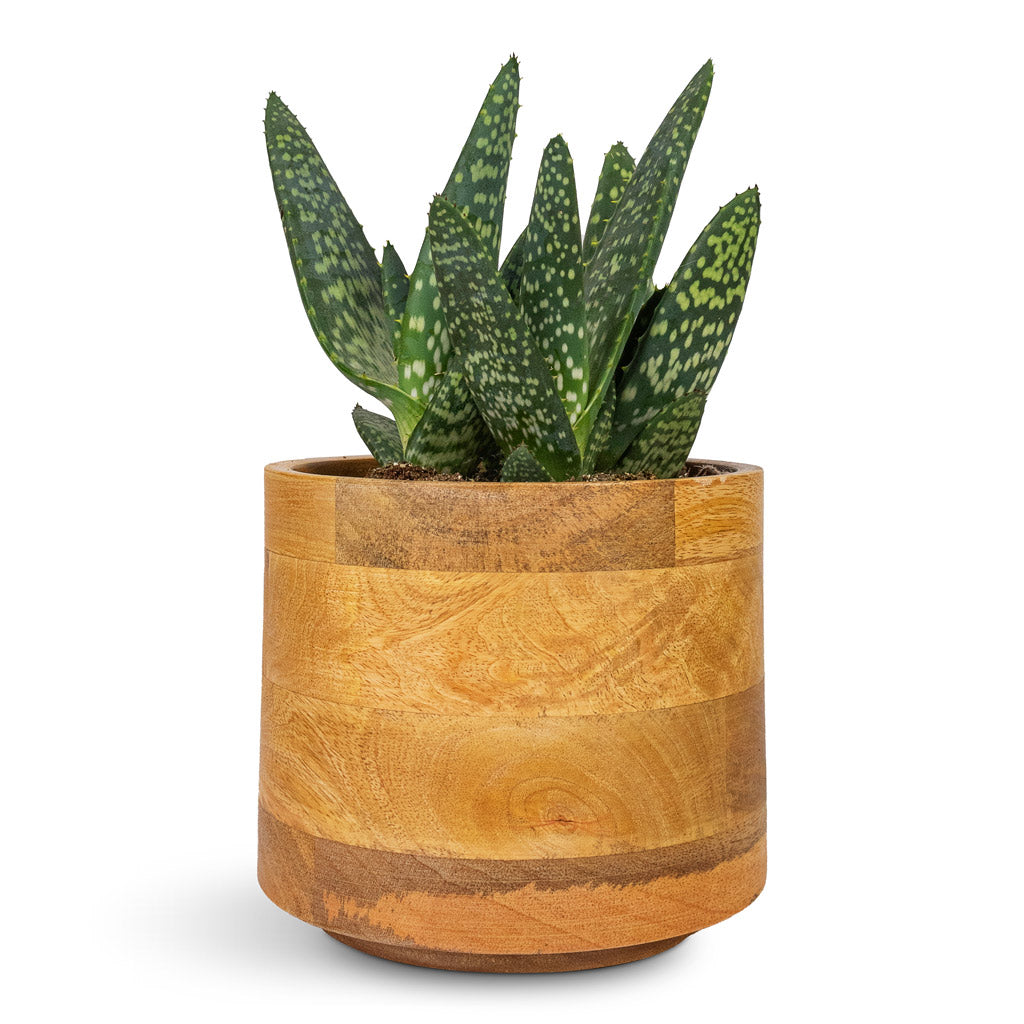 Aloe vera Paradisicum Jurassic Dino - 10.5x20cm In Helle Plant Pot Natural - 16x14cm