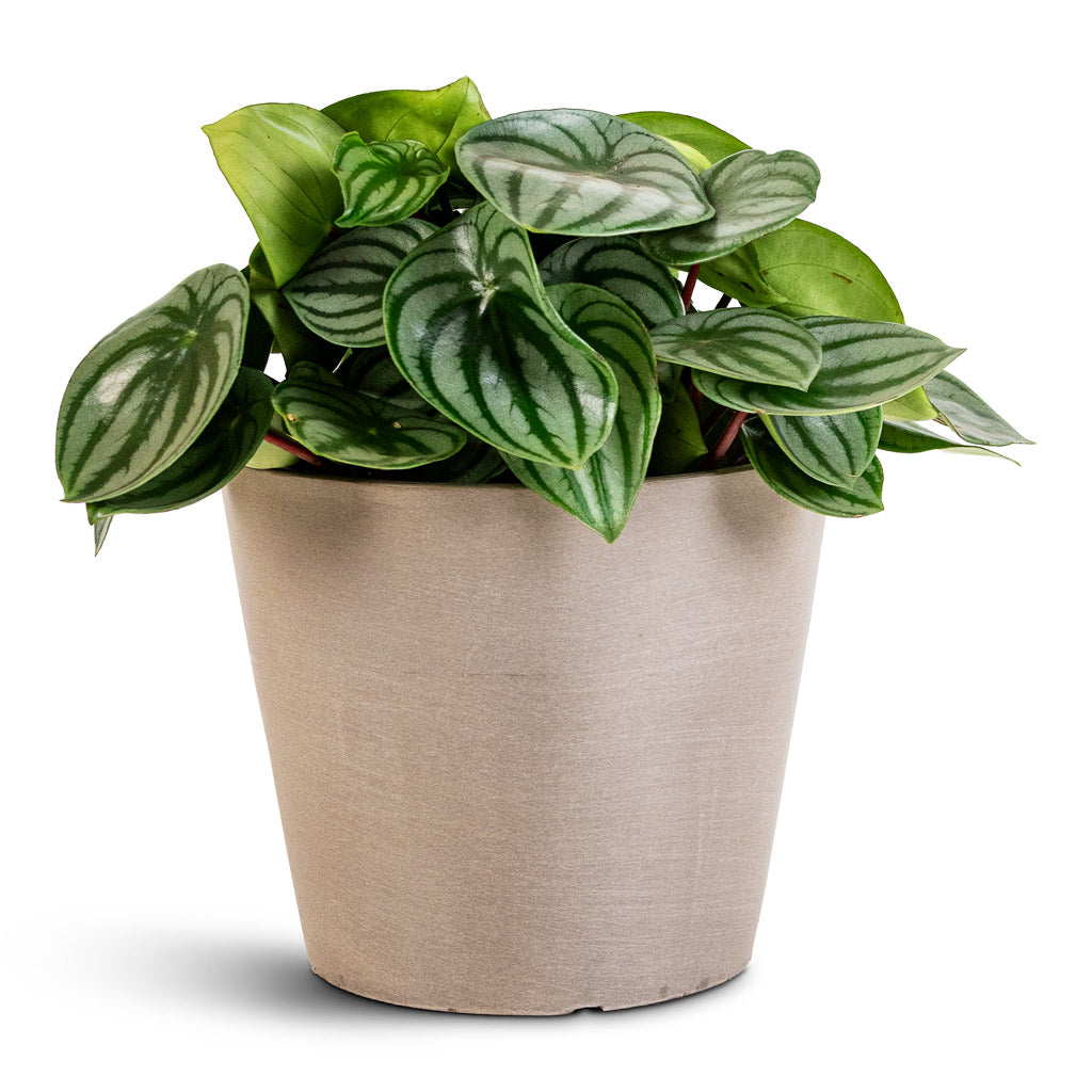 Amsterdam Bucket Planter Taupe 20x18cm Peperomia argyreia Watermelon 15x25cm