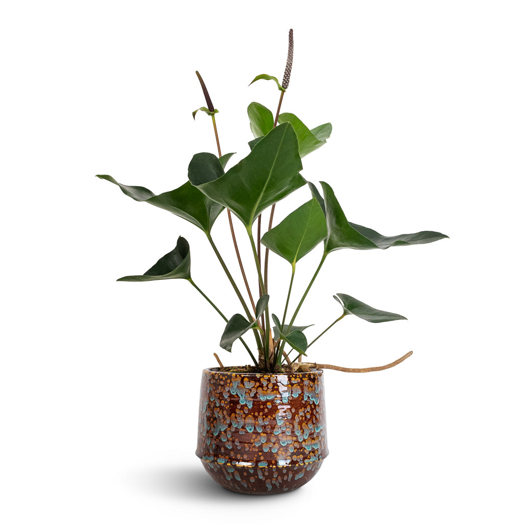 Anthurium Arrow &amp; Noud Plant Pot Marrakesh