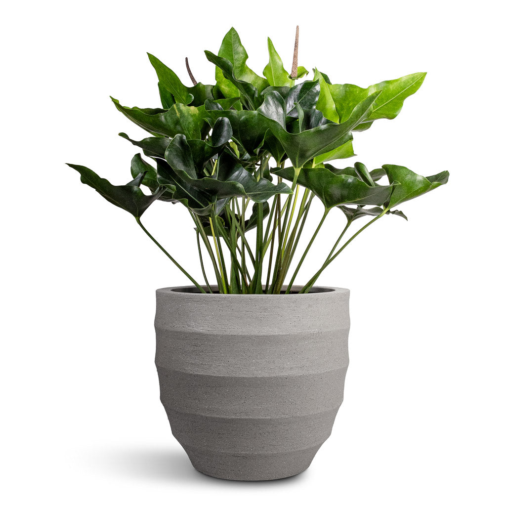 Anthurium Arrow - 30x90cm - Bordo New Egg Pot Planter Clay - 45x38cm