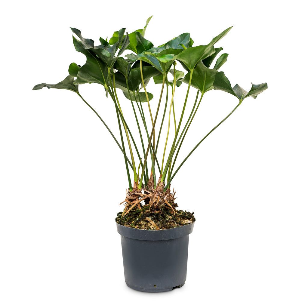 anthurium arrow Anthurium Arrow - Quality Houseplants | Hortology