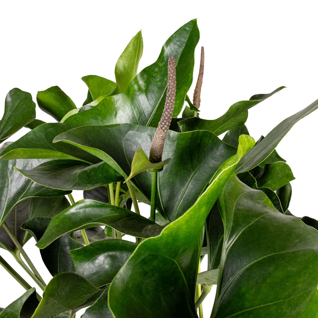 Anthurium Arrow Close Up