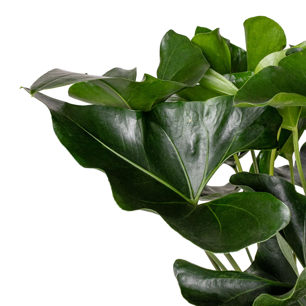 anthurium arrow care Anthurium Arrow - Quality Houseplants | Hortology