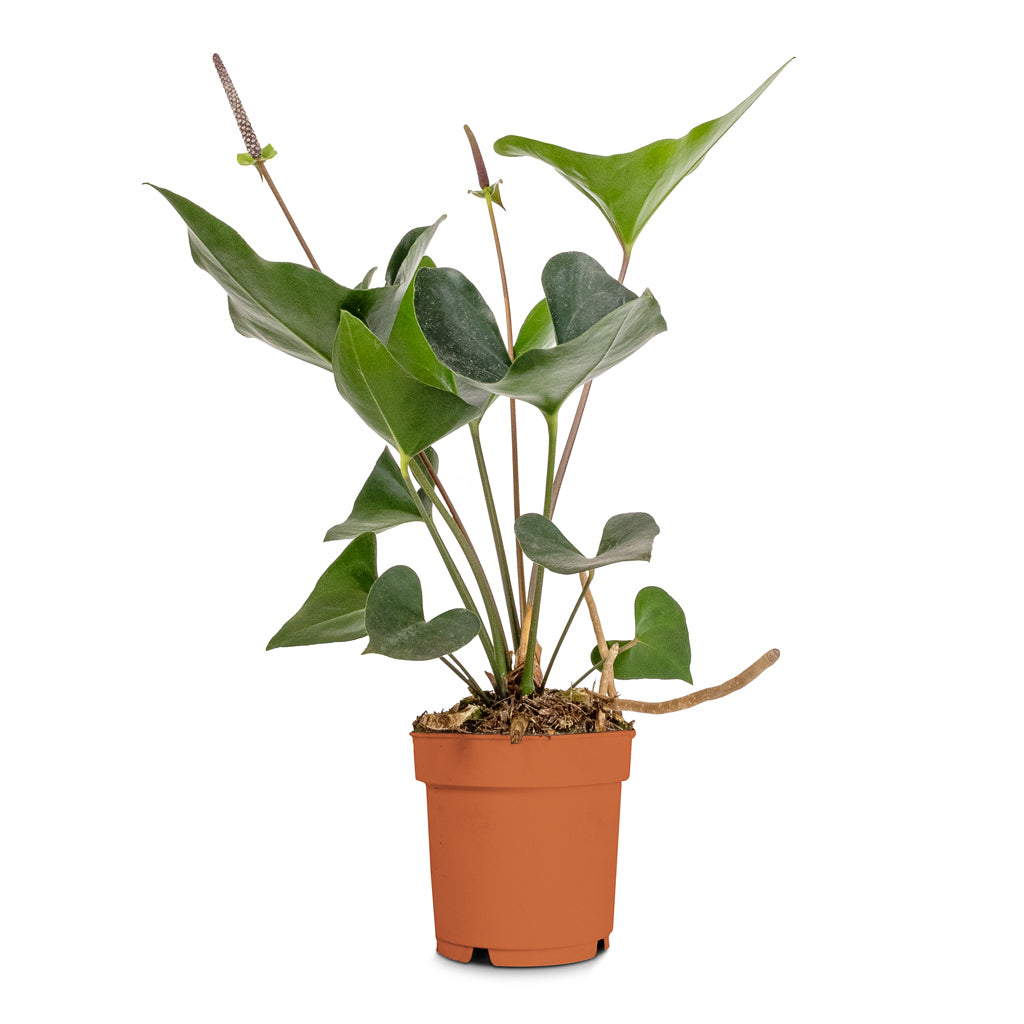 Anthurium Arrow - Quality Houseplants | Hortology