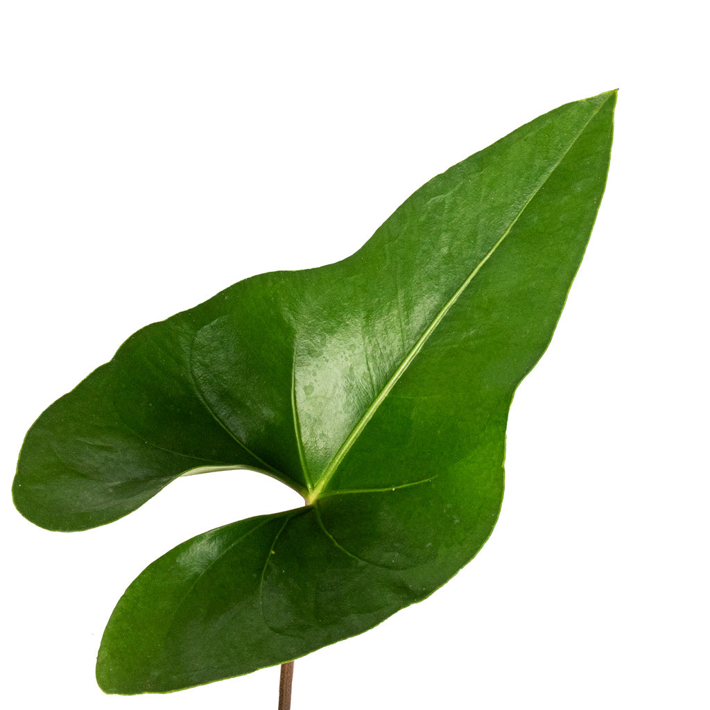Anthurium Arrow Leaf