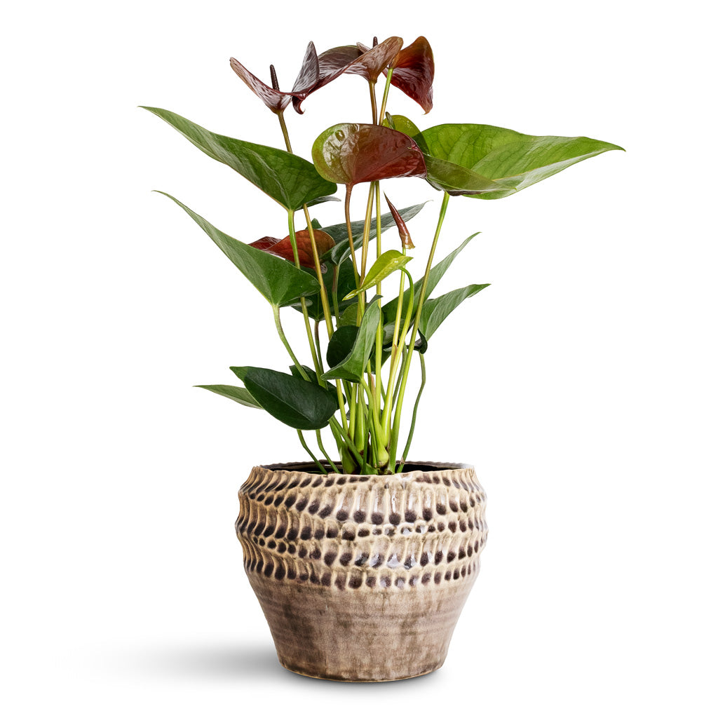 anthurium black love care Anthurium - Black Love - Quality Houseplants