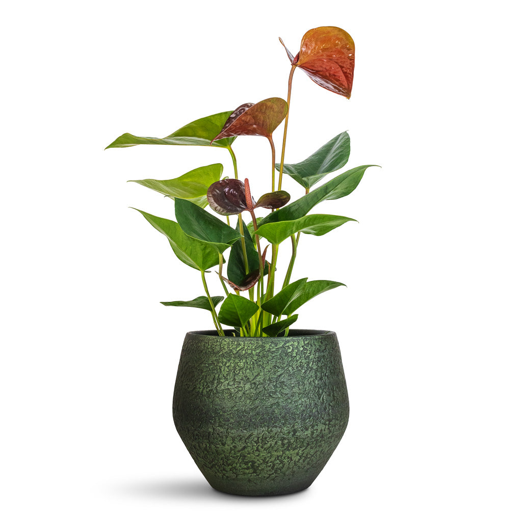 Anthurium Black Love - 12x40cm In Noor Pot Velvet Green - 19x16cm