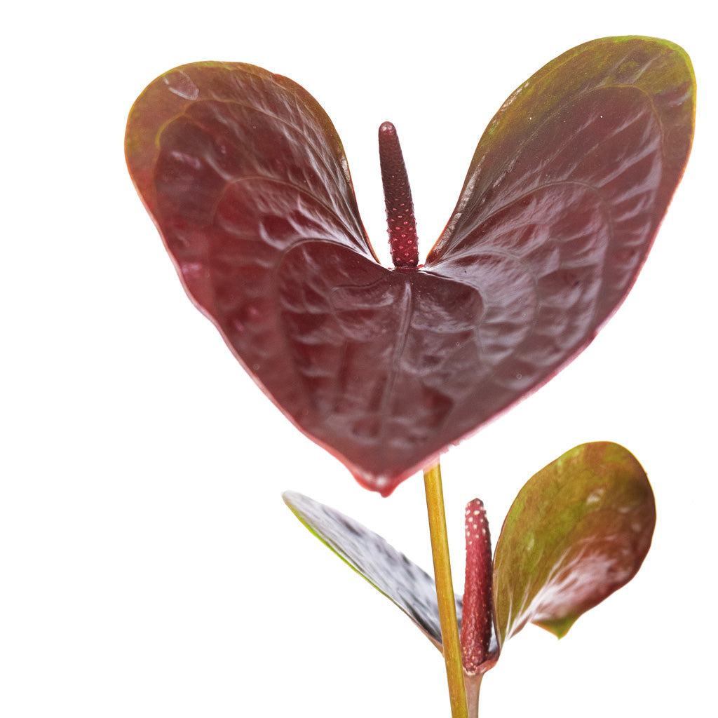 Anthurium Black Love Close Up Detail