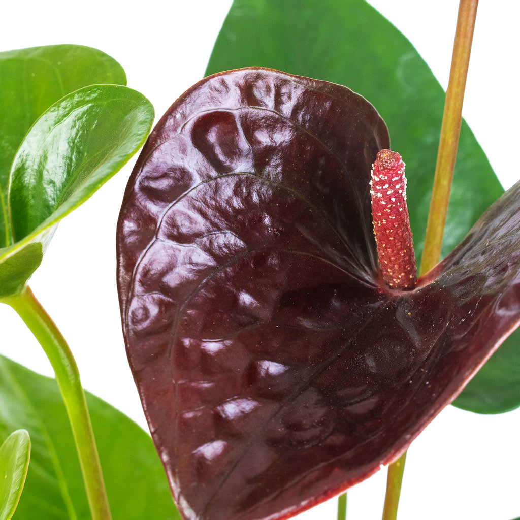 Anthurium Black Love Close Up Detail Of Flower