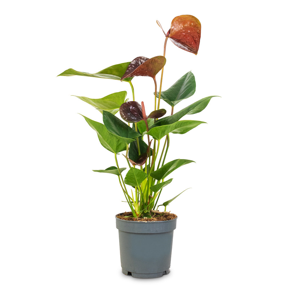 Anthurium - Black Love - Quality Houseplants | HORTOLOGY