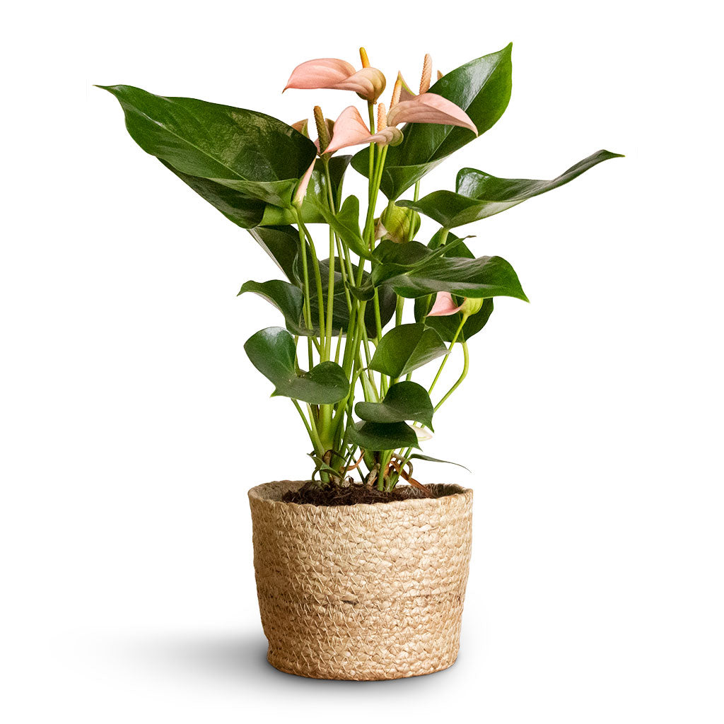 Anthurium Flamingo Flower - Joli Peach &amp; Maartje Plant Baskets - Set of 5 - Jute