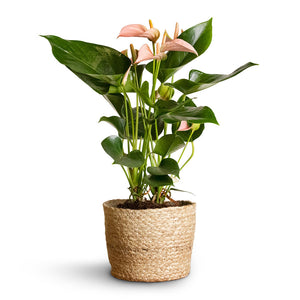 Anthurium Flamingo Flower - Joli Peach & Maartje Plant Baskets - Set of 5 - Jute